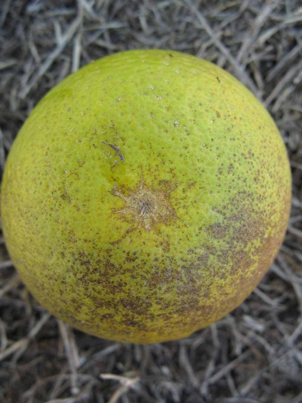              Fruit (Winter Haven, FL)       